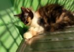 Persian High Quality Mix Calico Female