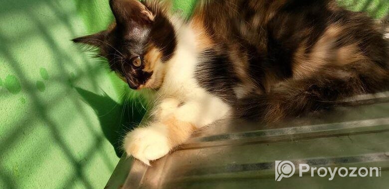 Persian High Quality Mix Calico Female