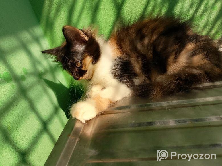 Persian High Quality Mix Calico Female