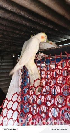 কোকাটেল পাখি