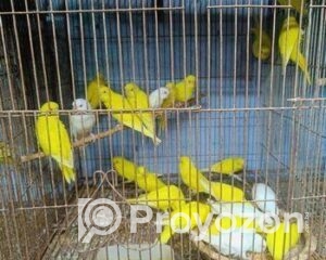 fitted-19_2025-10-28_22-14-29