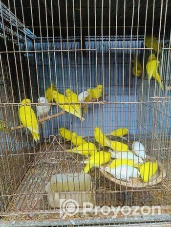 লোটিনো & এলভিনো রেড আই বাজরিগার