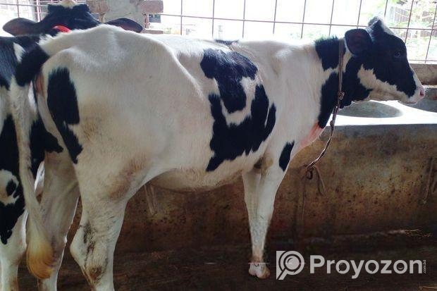 ৫৪৩নং বকনা বাছুর উন্নত জাতের।