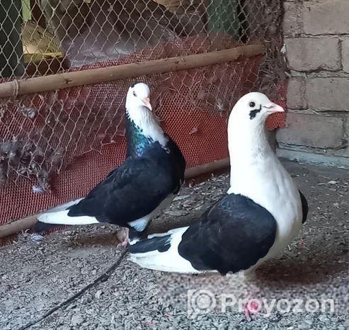 খোপ সহ কবুতর বিক্রি হবে