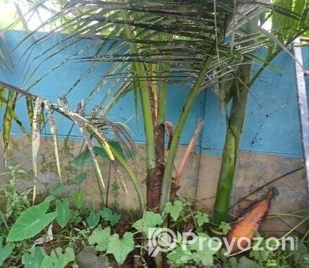নারিকেল গাছের চারা