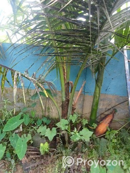 নারিকেল গাছের চারা