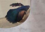 Betta Fish