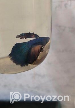 Betta Fish
