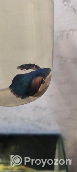 Betta Fish