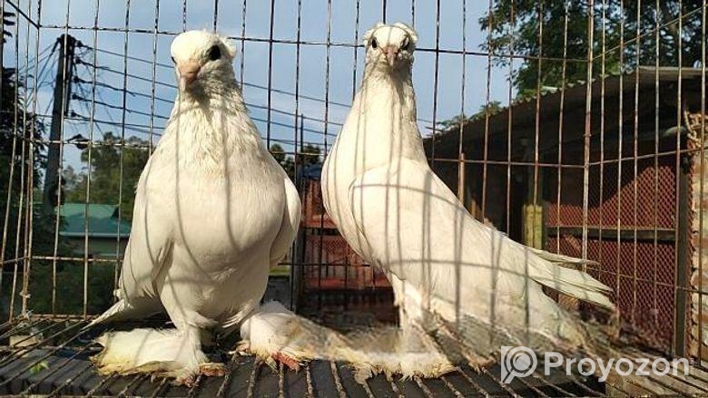 ইন্ডিয়ান লোটন কবুতর