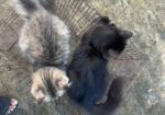 Cat Sell Post