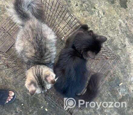 Cat Sell Post