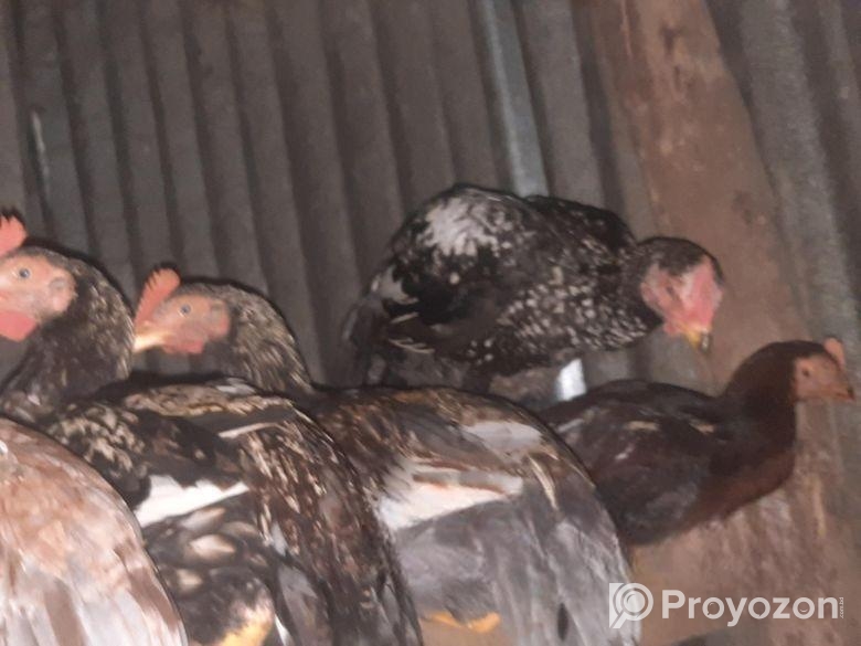 ৩ মাস বয়সের বেঙ্গাম আছে ১২পিস সব High Quality