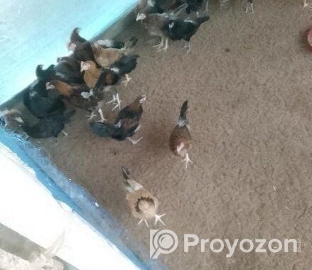 দেশি মুরগী বিক্রি হবে,