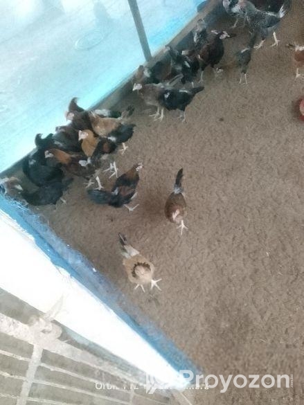 দেশি মুরগী বিক্রি হবে,