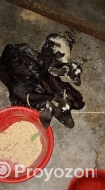 দেশীয় ছাগল