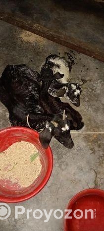 দেশীয় ছাগল