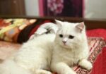 Pure persian cat for sale