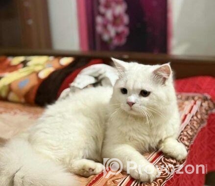 Pure persian cat for sale