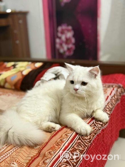 Pure persian cat for sale