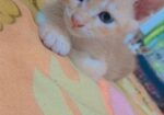 Male Cat Adoption