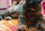 Adult Persian female