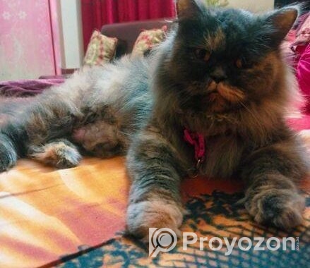 Adult Persian female