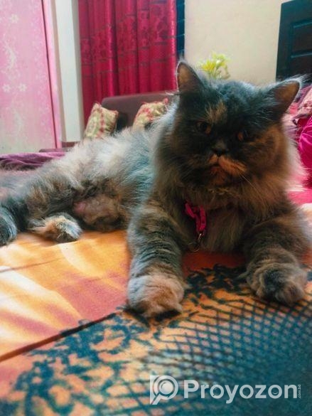 Adult Persian female