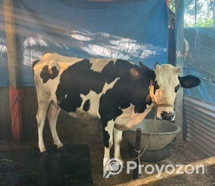 ফ্রিজিয়ান গরু