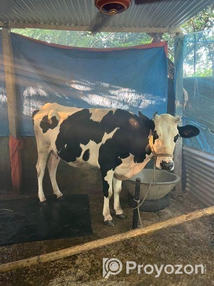 ফ্রিজিয়ান গরু