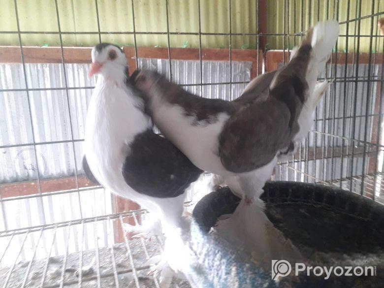 সিরাজি কবুতর বিক্রি