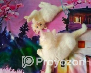 fitted-1_2025-10-28_18-45-06