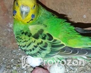 fitted-1_2025-10-28_21-43-46