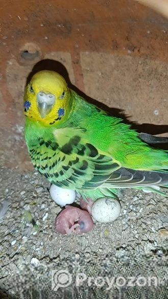 বাজরিগার বাচ্চা সহ জুড়া