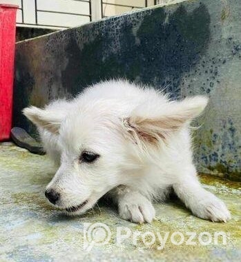 কুকুর জার্মান স্পিটিজ
