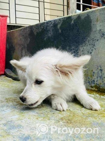 কুকুর জার্মান স্পিটিজ