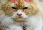 Ginger Colour Cat