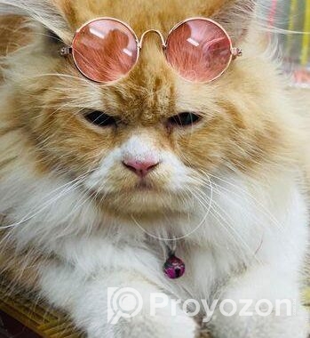 Ginger Colour Cat