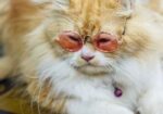 Ginger Colour Cat