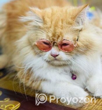 Ginger Colour Cat