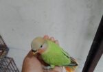 লাভবার্ডস বেবি