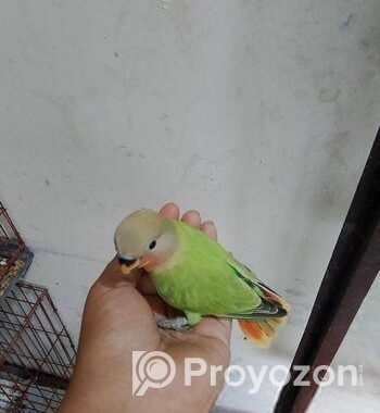 লাভবার্ডস বেবি