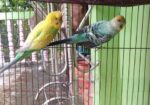 বাজরিগর ১ জোড়া ( এডাল্ট, খাঁচা, হাড়ি, খবার ও পানির পাত্র সহো)