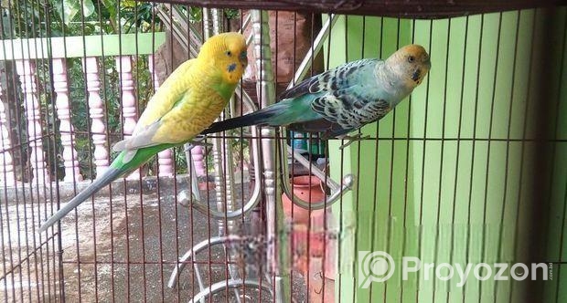 বাজরিগর ১ জোড়া ( এডাল্ট, খাঁচা, হাড়ি, খবার ও পানির পাত্র সহো)
