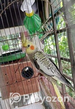 ককাটেল