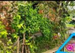 জমি বিক্রি