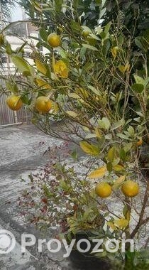 গাছ সেল করা হবে