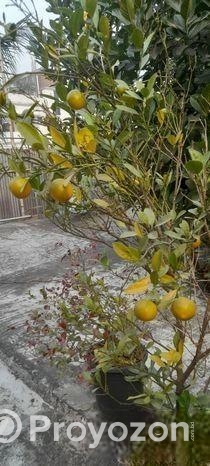 গাছ সেল করা হবে