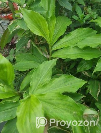 ইনসুলিন পান্ট