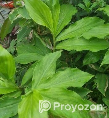 ইনসুলিন পান্ট